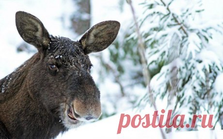 Цирк, да и только! / Приколы