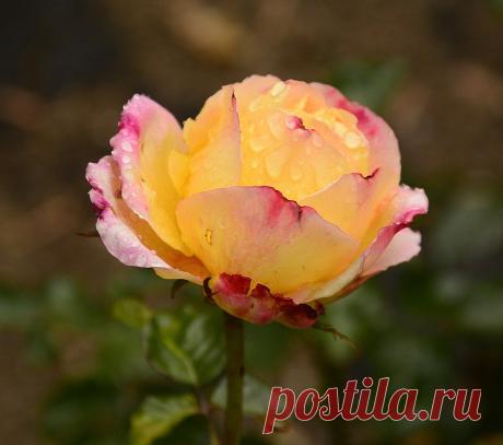 Голосование Мисс/Мистер