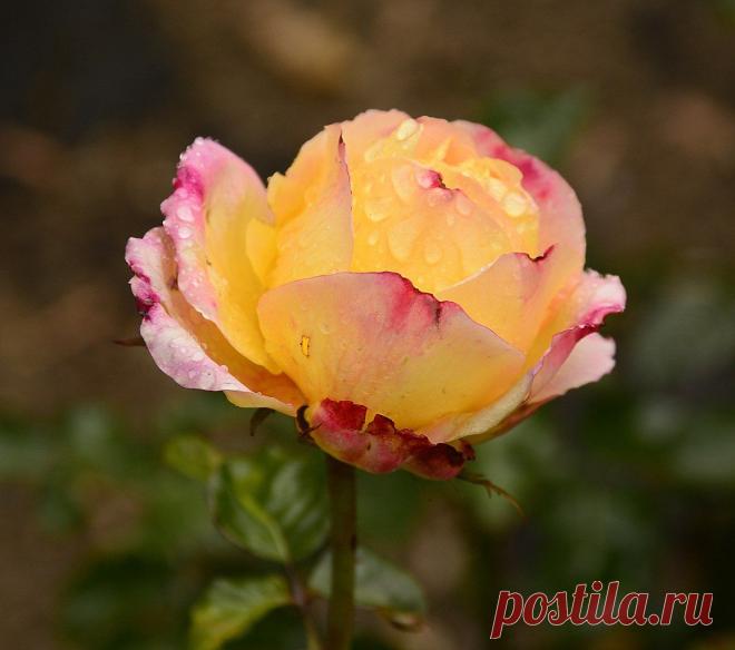 Голосование Мисс/Мистер