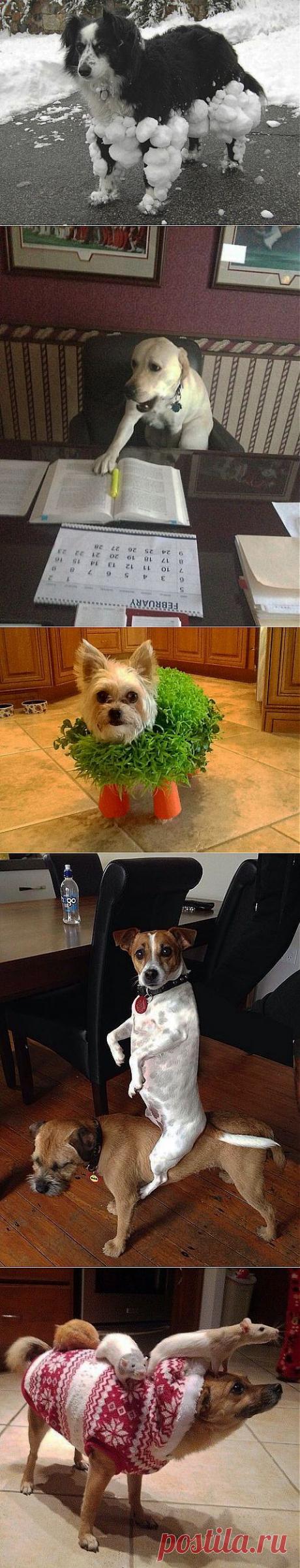 (+1) тема - Вы не поверите своим глазам,но столь милые создания живут среди нас | Четвероногий юмор