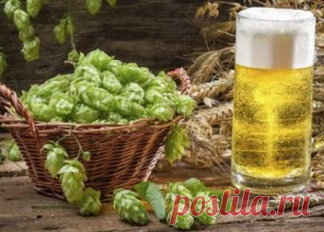 Рецепт пива из хмеля: где купить, как приготовить и чем заменить хмель в пиве