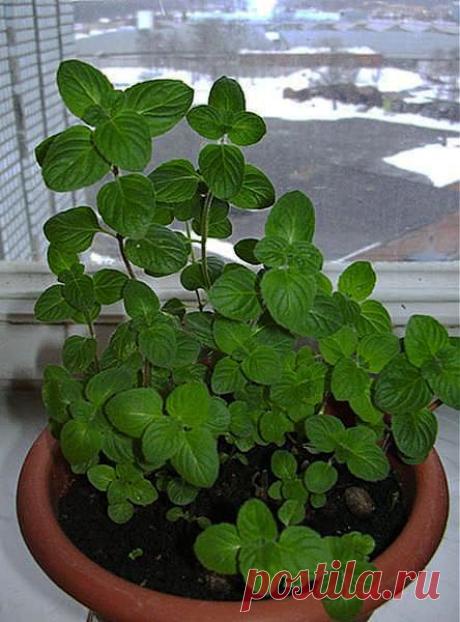 Как вырастить мяту на подоконнике?