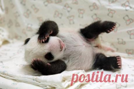 Потрясающие фото детенышей панды, которые моментально поднимут вам настроение