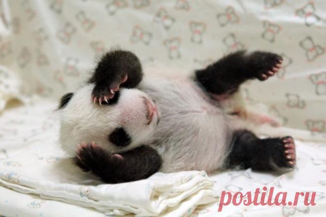 Потрясающие фото детенышей панды, которые моментально поднимут вам настроение