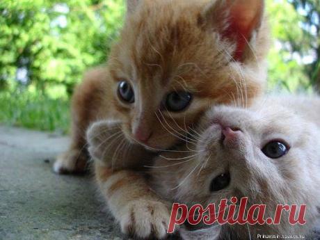 Эти забавные животные! – Владислав Баций добавил фотографию в альбом ДРУЖБА БРАТЬЕВ НАШИХ МЕНЬШИХ