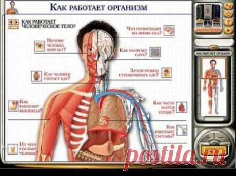 Free Download SEO » Blog Archive » Интерактивная энциклопедия «Мое тело. Анатомия и физиология человека»