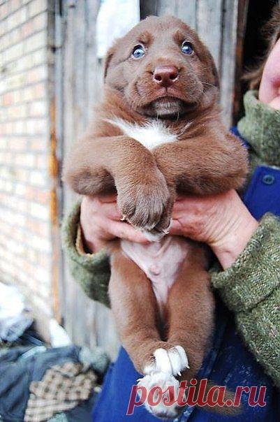 Необыкновенный щенок