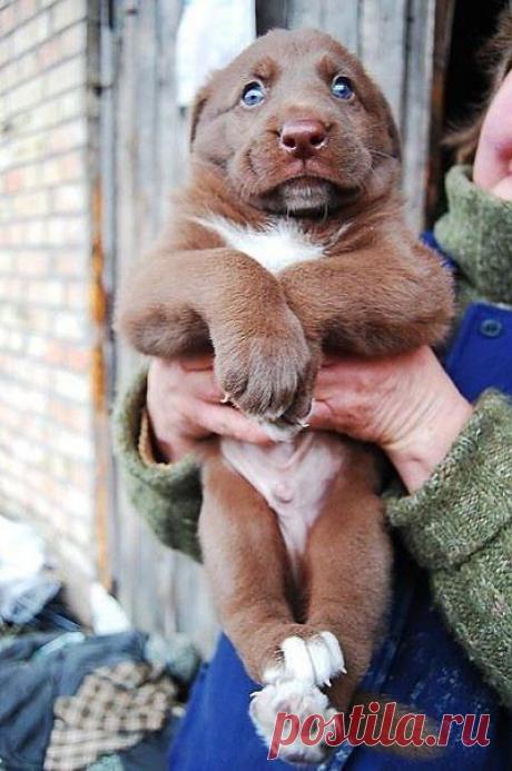 Необыкновенный щенок