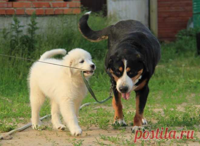 Ева и Дуня лето 2015