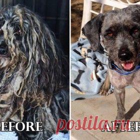 Omigu » Don’t Touch This Kid’s Car! Protection Dogs Plus Teach a Belgian Malinois a Cool Trick