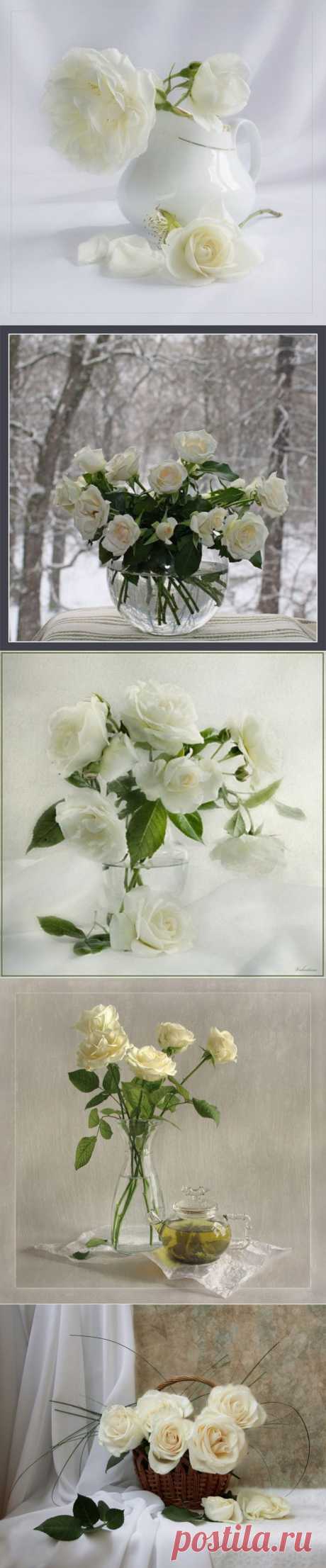 Натюрморты Белые розы.