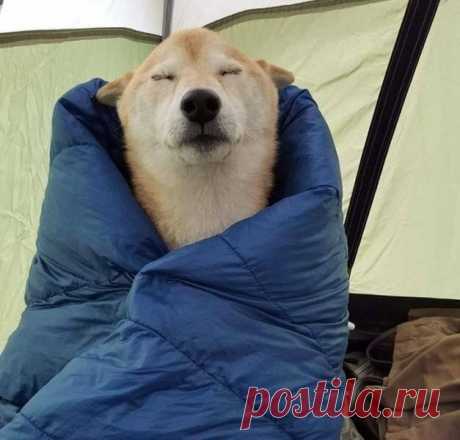 (+6) Не будите спящих собак
