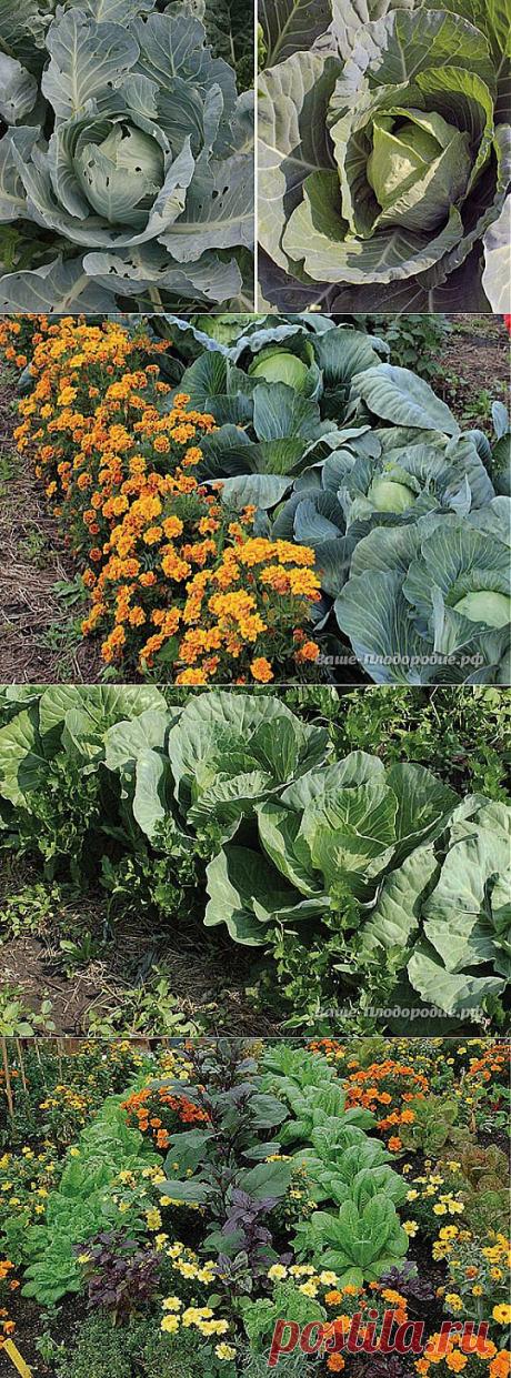 Секреты высоких урожаев. Борьба или защита?.