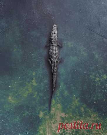 Гипнотические фотографии с дронов in 2025 | Crocodile pictures, Alligators art, Crocodile tattoo