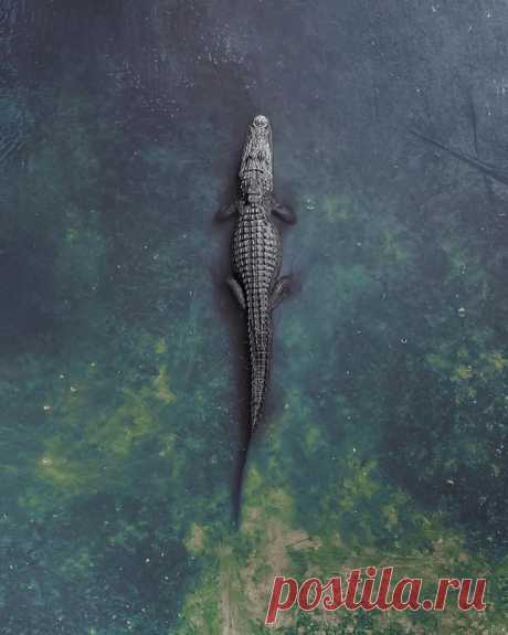 Гипнотические фотографии с дронов in 2025 | Crocodile pictures, Alligators art, Crocodile tattoo