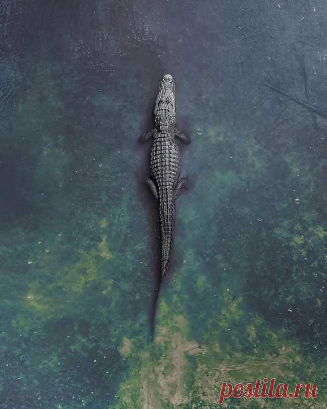 Гипнотические фотографии с дронов in 2025 | Crocodile pictures, Alligators art, Crocodile tattoo