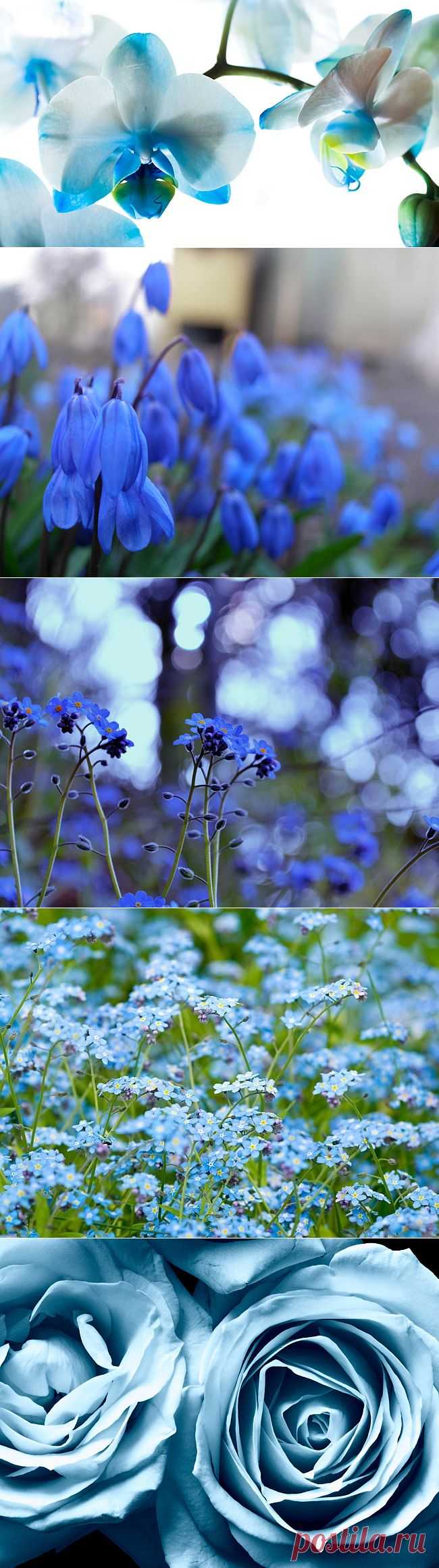 Тысяча оттенков голубого