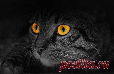 Светлана Светлякова