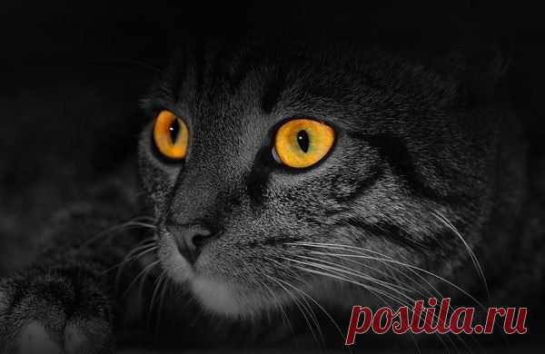 Светлана Светлякова