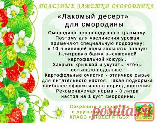 КОПИЛОЧКА  ОГОРОДНИКА!
Сохраните и поделитесь с друзьями!
#✒ЗаметкиОгородника✒
