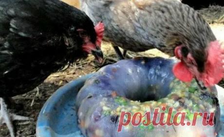 Полезные хитрости для тех, кто держит кур. Просто и дешево | Новости игрушек и жизни | Яндекс Дзен