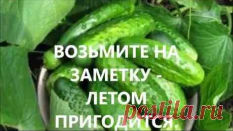 ИНТЕРЕСНЫЙ СПОСОБ ПОСАДКИ ОГУРЦОВ