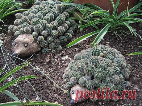 ВСЕ КАКТУСЫ НА ЕЖИКАХ)