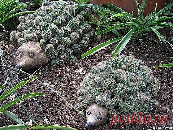 ВСЕ КАКТУСЫ НА ЕЖИКАХ)