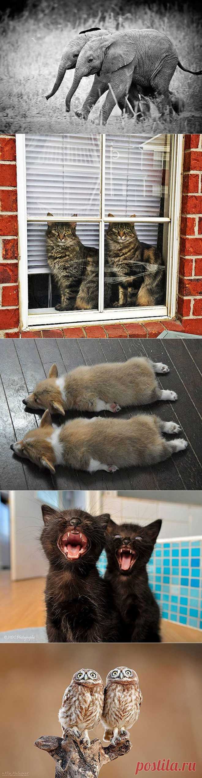 25 животных-близнецов, которые не оставят вас равнодушными &bull;  НОВОСТИ В ФОТОГРАФИЯХ