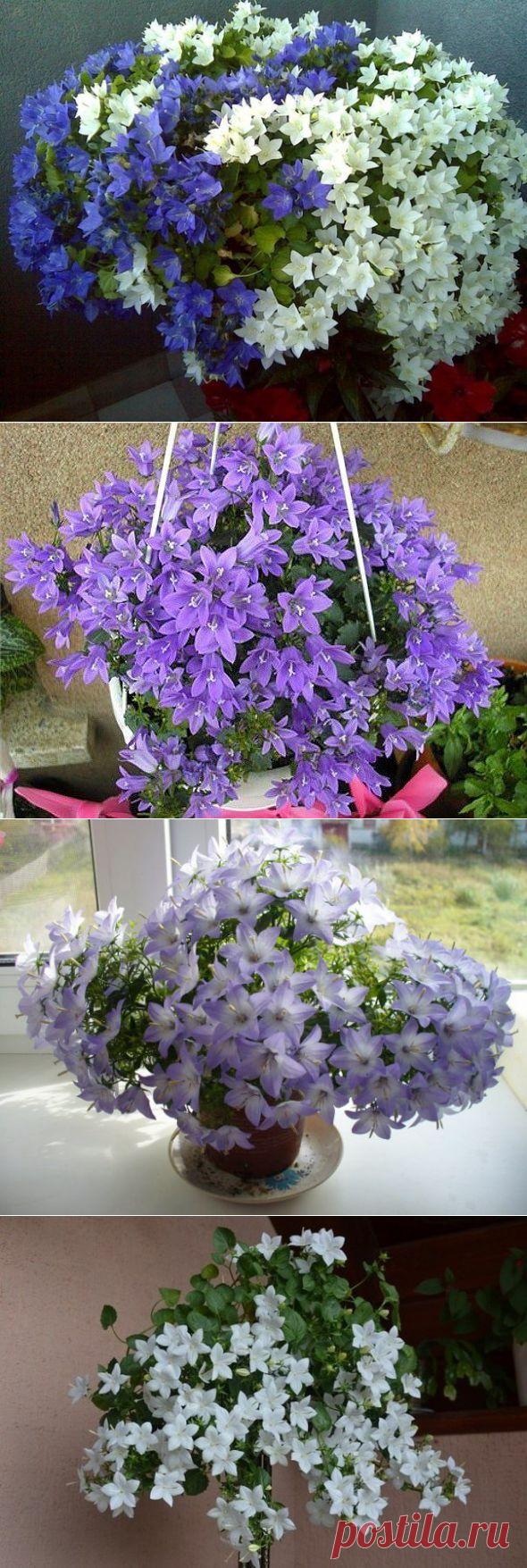 Кампанула - "жених и невеста". .