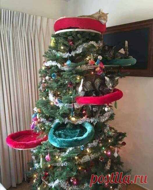 Уморительная подборка новогодних котиков. Смотрите пока нарезаете салаты! 1,5 минуты просмотра заменяют полдня смеха! | Забавный Бим | Яндекс Дзен