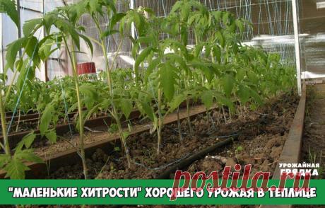 "Маленькие хитрости" хорошего урожая в теплице

1. Томаты в теплице лучше не поливать дождеванием

Полив томатом непосредственно к корням помимо прочих преимуществ является еще и одной из профилактических мер против "помидорной чумы" - фитофторы.

2. Не держите почву в теплицах оголенной. Замульчируйте ее 2-3 см перегноя или компоста. Если это невозможно, используйте в качестве мульчи солому или высушенную траву, увеличив толщину слоя. Если замульчировать грядки молодыми р...
