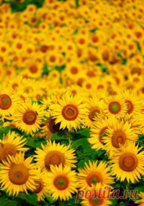 lifeisverybeautiful: Sunflower, Furano, Japan via... - Jonathan's Storm