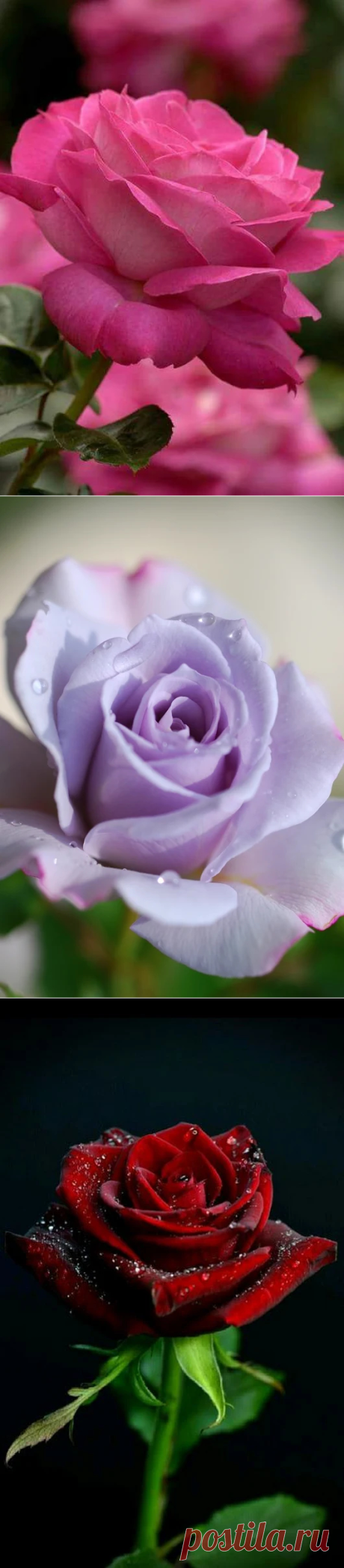 Фото – Google+