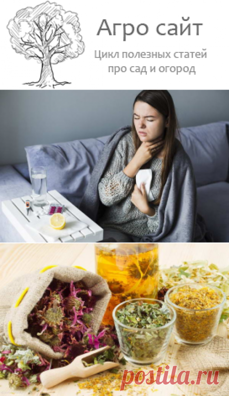 Целебные средства из трав для лечения ангины и больного горла