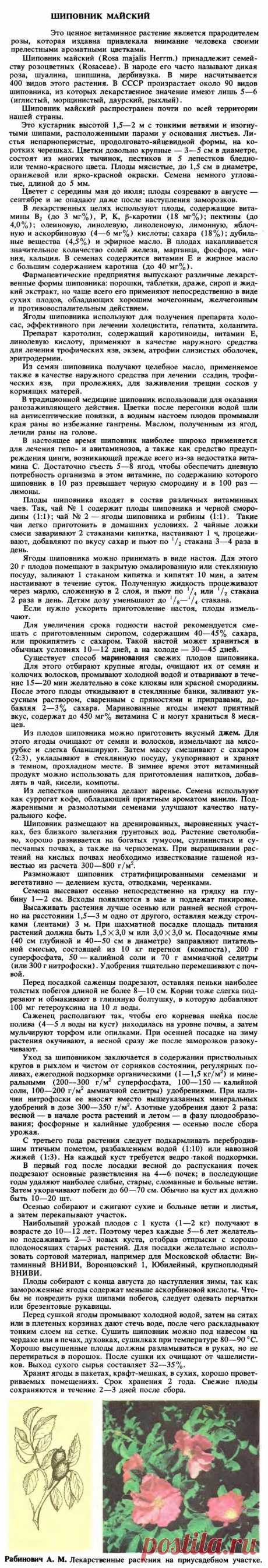 Шиповник майский