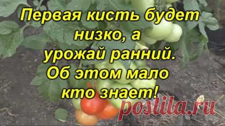 Сделайте это сейчас и Вы будете с ранним урожаем томатов!