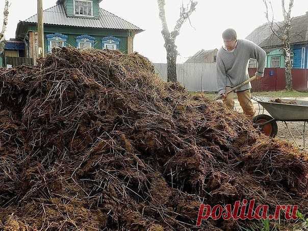 Всё про удобрения и подкормки. Минеральные и органические.

Любой садовод знает: чтобы получить хороший урожай, растения нужно вдоволь кормить. Но чем?

Многие считают, что самая лучшая подкормка – это коровяк. Мол, это – природное удобрение, а значит, в нем есть все, что нужно растениям. 
Но это утверждение справедливо лишь отчасти. В коровяке много азота, а вот других элементов питания нет. Как исправить этот дисбаланс? 
Конечно же, с помощью минеральных удобрений. Подко...
