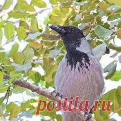 27 апреля в народном календаре Мартын Лисогон