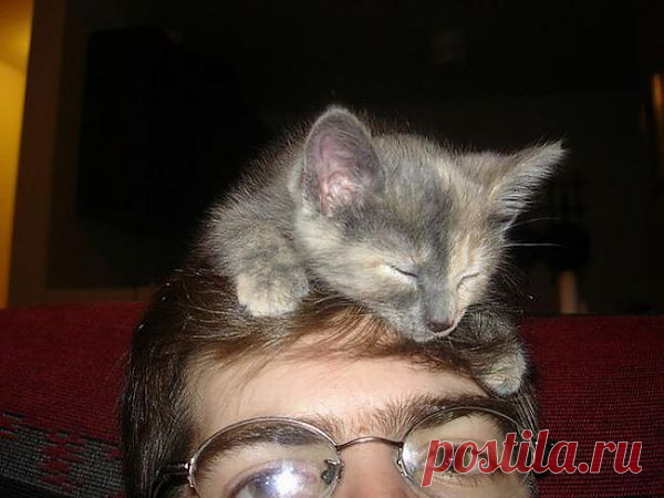 Котошапка 8