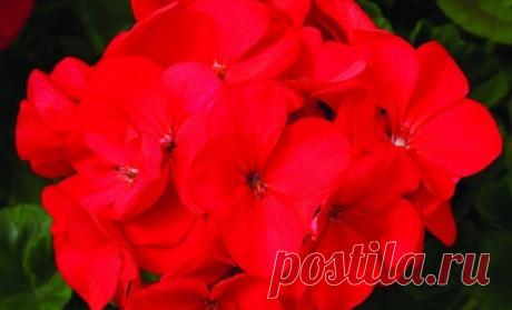 15 однолетников с красными цветками – яркие краски в вашем саду