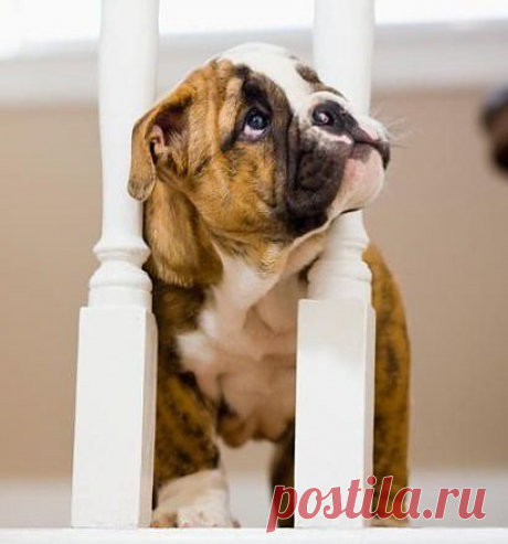 WorldofBulldog — i think i’m stuck