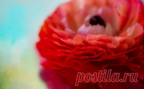 RED PETALS