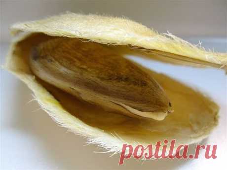 Grow a Mango Tree! Delicious and FUN!