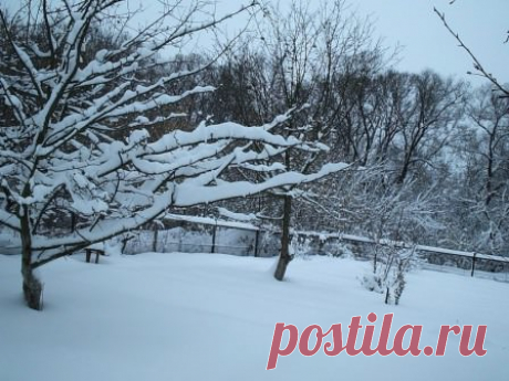 Подготовка деревьев к зиме: осенние подкормки, поливы, опрыскивания, закаливание, мульчирование, защита от грызунов, укрытие, уборка в саду и другие работы.
Осенние работы в саду
Когда обрезать плодовые деревья
На протяжении всего вегетационного периода плодовые культуры подвергаются различным воздействиям со стороны окружающей среды, среди которых наиболее распространенными являются засуха, холодные ночи, дожди.
Эти факторы негативно сказываются на росте, цветении и плодоношении деревьев, поэ…