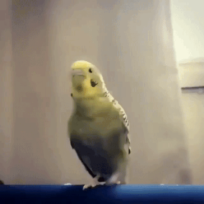 GIF The parrot decided to attract attention