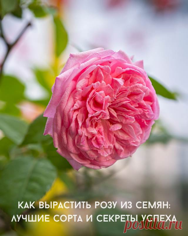 Как вырастить розу из семян: лучшие сорта и секреты успеха — Д а ч а