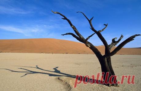 Фотографии пустыни и засухи