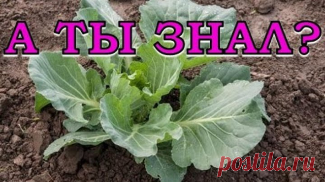 Причины почему не завязывается капуста