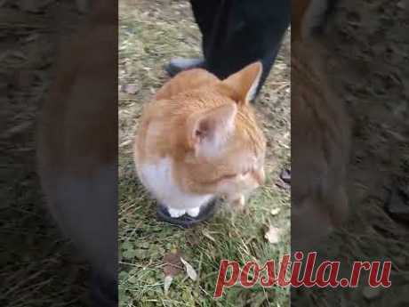 Уютный Островок🐈